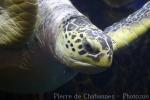 Pacific green sea-turtle