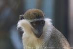 Tantalus monkey