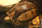 Indochinese box turtle