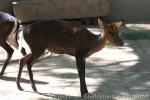 Hairy-fronted muntjac