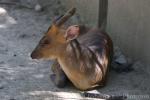 Northern red muntjac