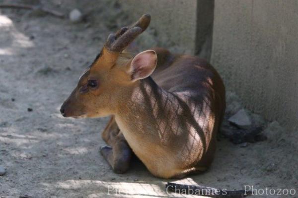 Northern red muntjac