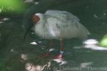 Asian crested ibis