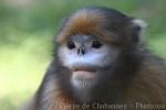 Grey snub-nosed monkey