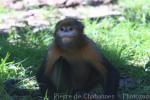Grey snub-nosed monkey