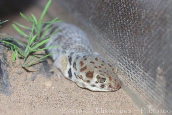 Roborowski's wonder-gecko