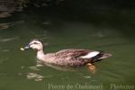 Chinese spot-billed duck