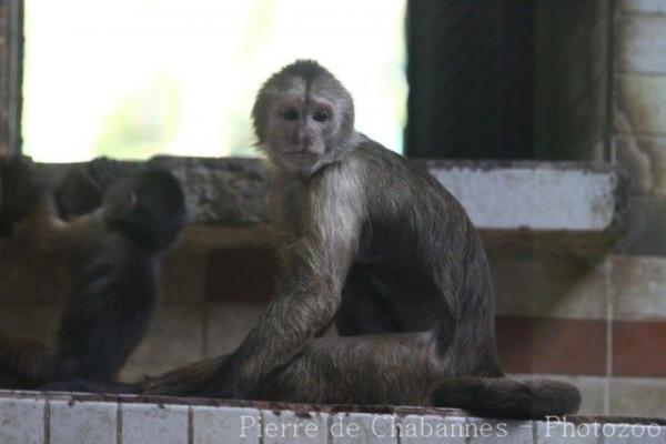 Guianan weeper capuchin