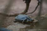 Reeves' turtle