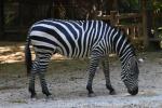 Selous' zebra