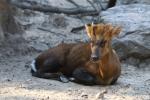 Hairy-fronted muntjac