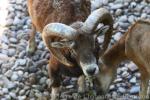 Anatolian mouflon