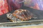Keeled box turtle