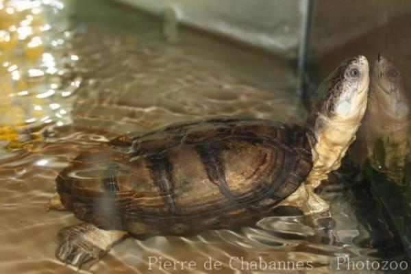 African mud turtle