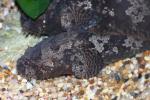 Three-spined frogfish