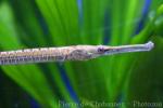 Long-snouted freshwater pipefish