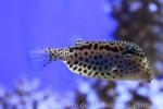 Reticulate boxfish