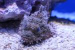 Tasseled scorpionfish