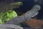 Chinese giant salamander