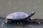 Arrau river turtle