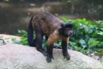 Guianan brown capuchin