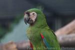 Chestnut-fronted macaw