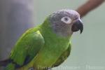 Dusky-headed parakeet
