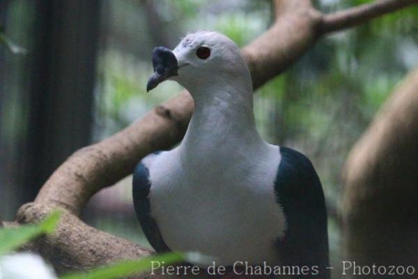 Spice imperial-pigeon