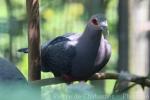 Pinon's imperial-pigeon