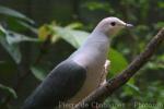 Pink-headed imperial-pigeon