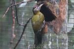 Laced woodpecker