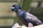 Dusky parrot