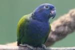 Blue-headed parrot