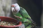 Brown-necked parrot