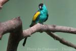 Hooded parrot
