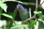 Blue-rumped parrot