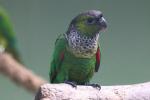 Black-capped parakeet
