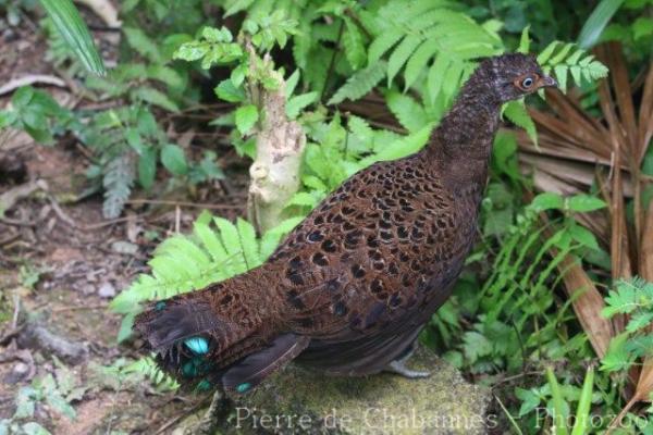 Bornean peacock-pheasant