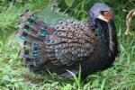 Bornean peacock-pheasant