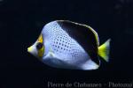 Hawaiian butterfyfish