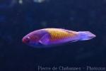 Pink-headed fairy wrasse