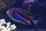 Ornate angelfish