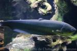 Reticulated knifefish