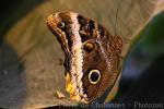 Yellow-edged giant owl butterfly
