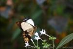 Mocker swallowtail