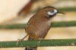 Moustached laughingthrush