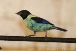 Black-headed tanager