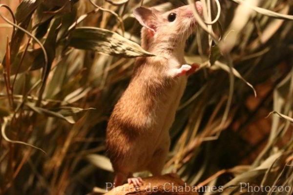 Southern African spiny mouse