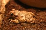 Karoo toad