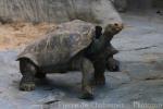 Duncan Island Giant Tortoise